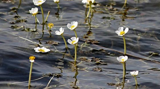 Белые мелкие цветки с желтой серединкой растут над водой Белые мелкие цветки с желтой серединкой растут над водой