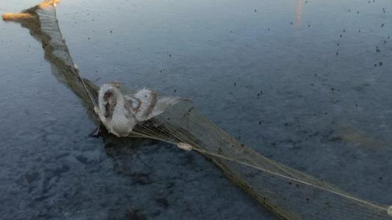 Лебедей вытаскивают из воды с помощью сетей Лебедей вытаскивают из воды с помощью сетей