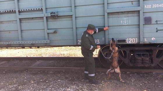 Пограничник проводит обыск Пограничник проводит обыск