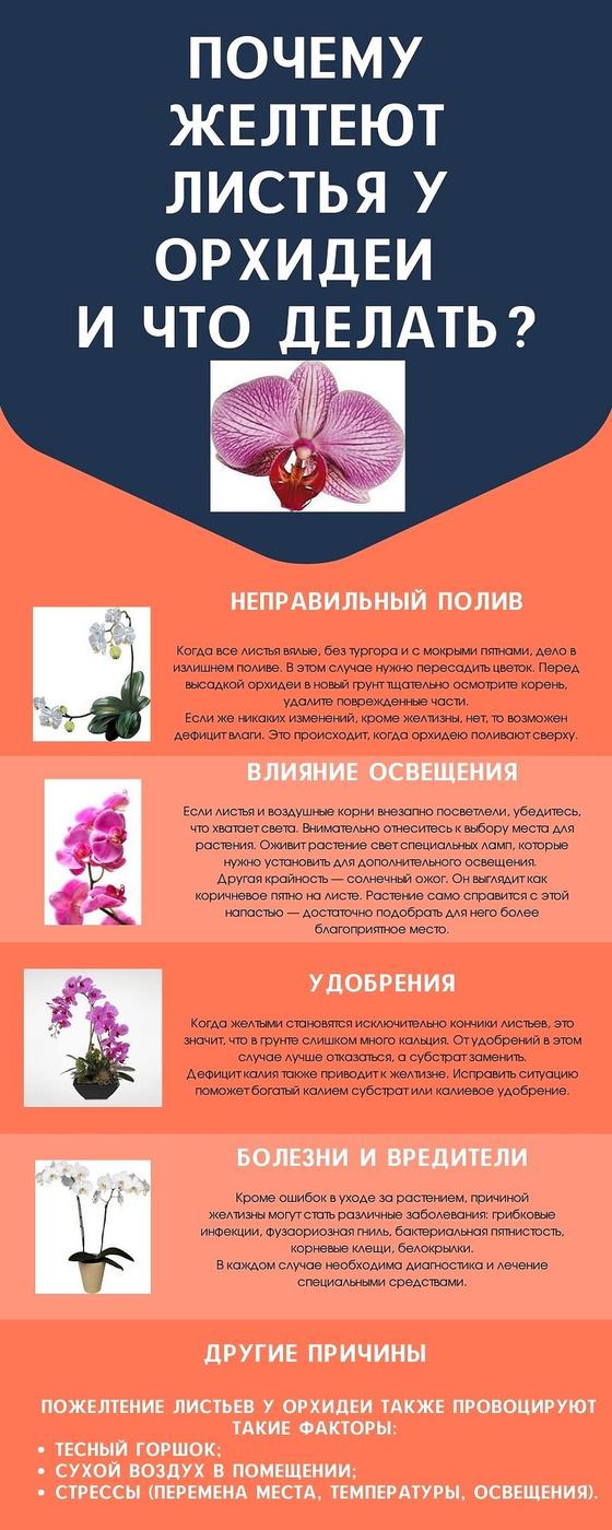 Почему желтеют листья у орхидеи Почему желтеют листья у орхидеи