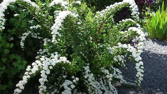 Куст спиреи Куст спиреи