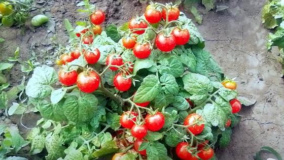 Невысокий куст помидоров черри с красными круглыми плодами Невысокий куст помидоров черри с красными круглыми плодами