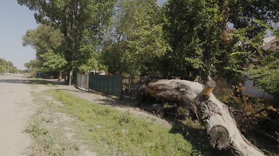 Дерево лежит на земле Дерево лежит на земле