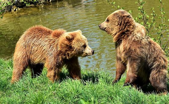Бурый медведь: фото, описание, образ жизни, ареал обитания Бурый медведь: фото, описание, образ жизни, ареал обитания