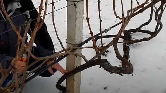 Куст винограда обрезают секатором Куст винограда обрезают секатором