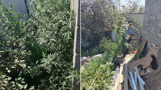 Двор, в котором выращивали коноплю Двор, в котором выращивали коноплю