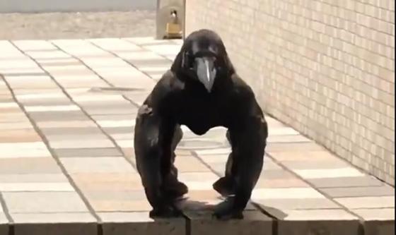Мускулистая ворона напугала пользователей Сети (видео) Мускулистая ворона напугала пользователей Сети (видео)
