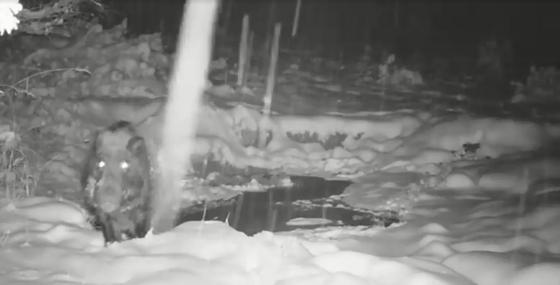 Несколько видов диких животных засняли в ВКО (фото, видео) Несколько видов диких животных засняли в ВКО (фото, видео)
