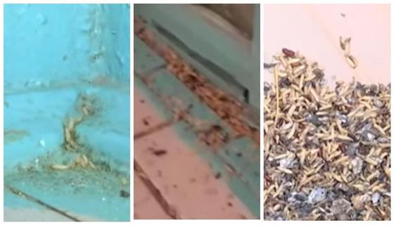 Сыпятся с потолка: на трупных червей пожаловались жители Костаная Сыпятся с потолка: на трупных червей пожаловались жители Костаная