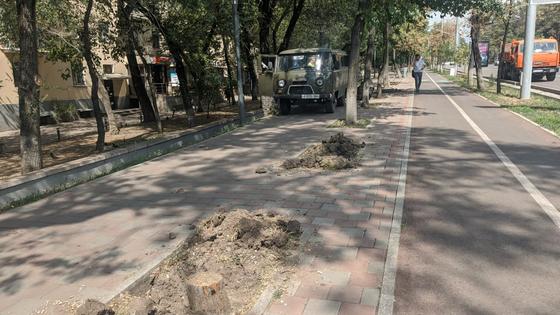 Спиленные деревья на Абая Спиленные деревья на Абая