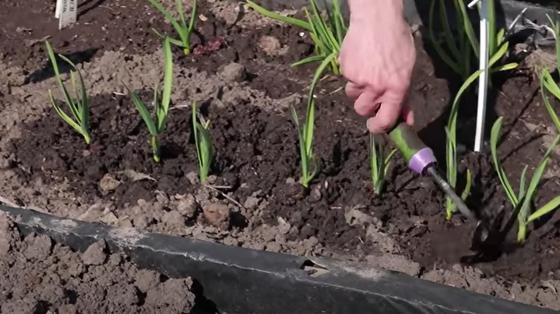 Рыхлят зеленые перья чеснока Рыхлят зеленые перья чеснока