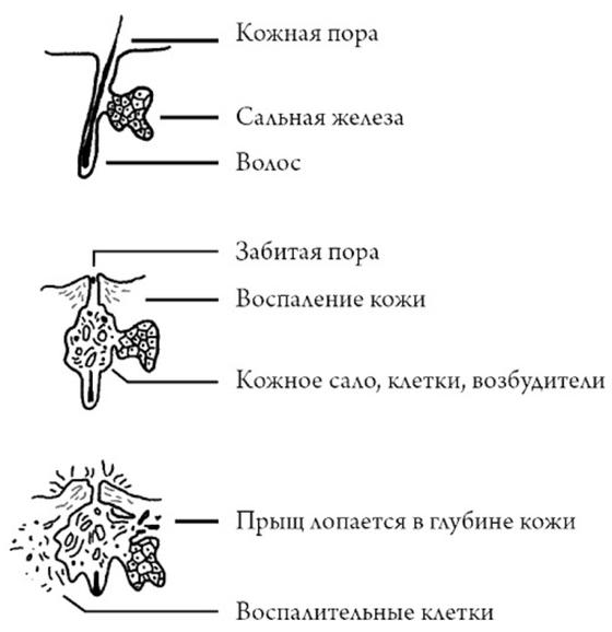 Строение кожи Строение кожи