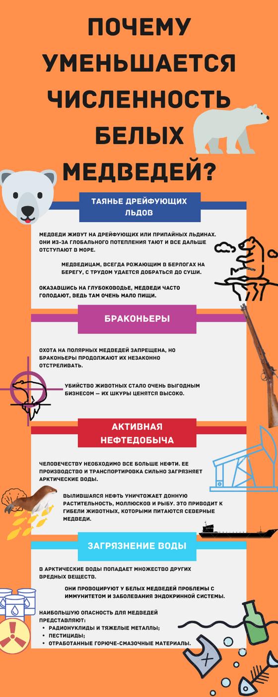 Почему белые медведи вымирают: инфографика Почему белые медведи вымирают: инфографика