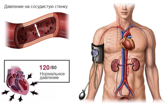 Давление на сосудистую стенку Давление на сосудистую стенку