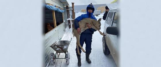 Житель Нур-Султана спас забредшую в город дикую косулю Житель Нур-Султана спас забредшую в город дикую косулю
