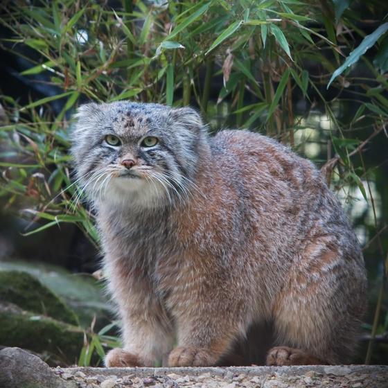 Дикий кот Дикий кот
