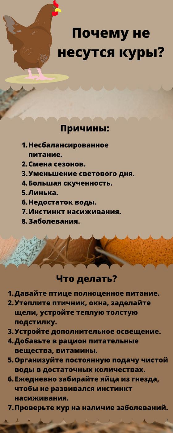 Инфографика «Почему не несутся куры» Инфографика «Почему не несутся куры»