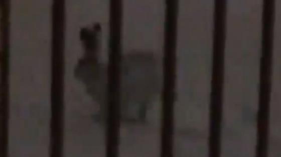 Дикий заяц сидит на снегу Дикий заяц сидит на снегу