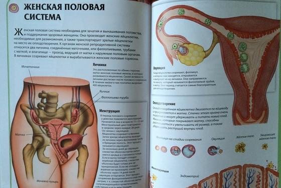 Как узнать беременность без теста в домашних условиях Как узнать беременность без теста в домашних условиях