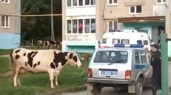 Сиыр Сиыр