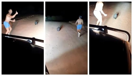 В Австралии полицейский бросал камни в вомбата. Полиция расследует этот инцидент В Австралии полицейский бросал камни в вомбата. Полиция расследует этот инцидент