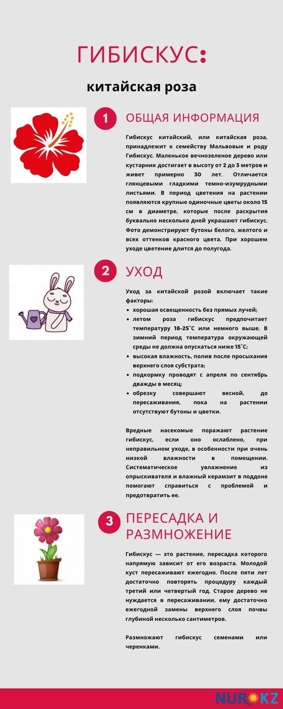 Гибискус инфографика Гибискус инфографика