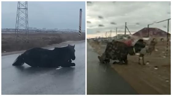 Верблюды и лошади падали на обледенелой дороге в Актау (видео) Верблюды и лошади падали на обледенелой дороге в Актау (видео)