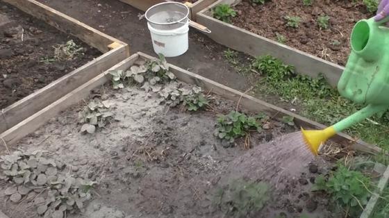 Кусты клубники поливают из лейки Кусты клубники поливают из лейки