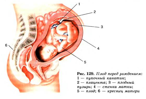 Плод перед рождением Плод перед рождением