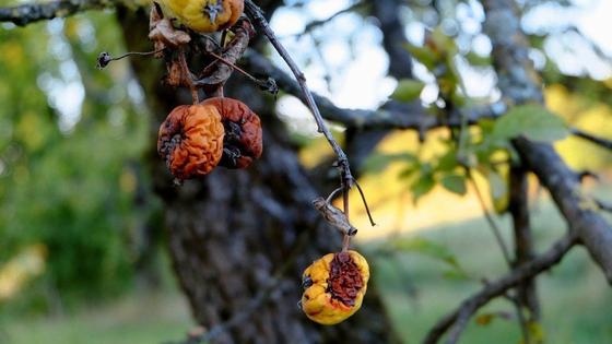 Болезни коры у яблони фото и борьба с ними