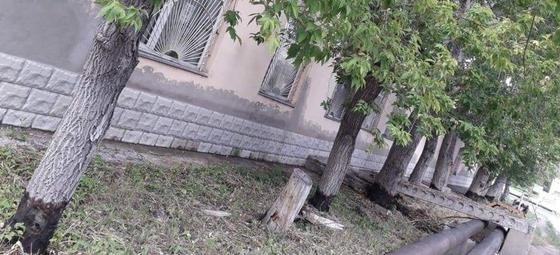 Неизвестные поливают деревья бензином в Караганде Неизвестные поливают деревья бензином в Караганде