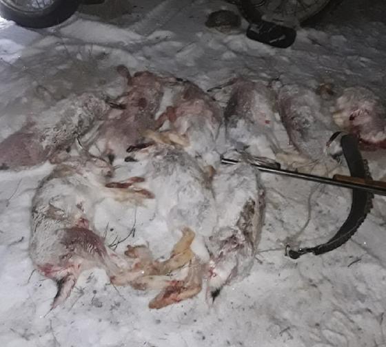 Туши убитых зайцев лежат на снегу Туши убитых зайцев лежат на снегу