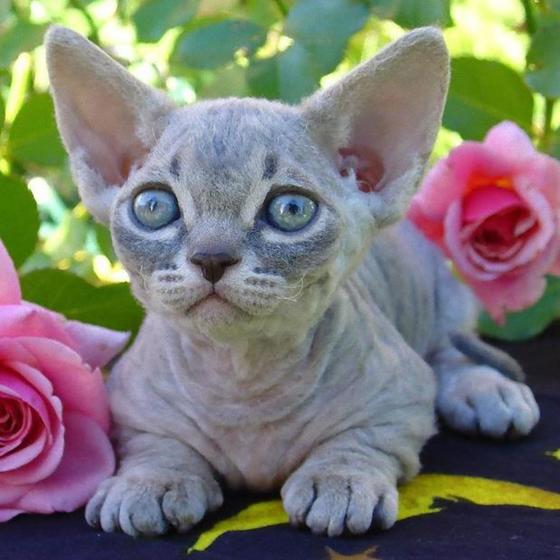 кот породы минскин кот породы минскин