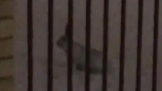 Дикий заяц сидит на снегу Дикий заяц сидит на снегу