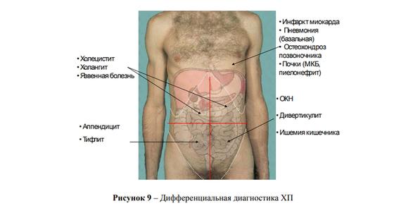 Внутренние органы Внутренние органы