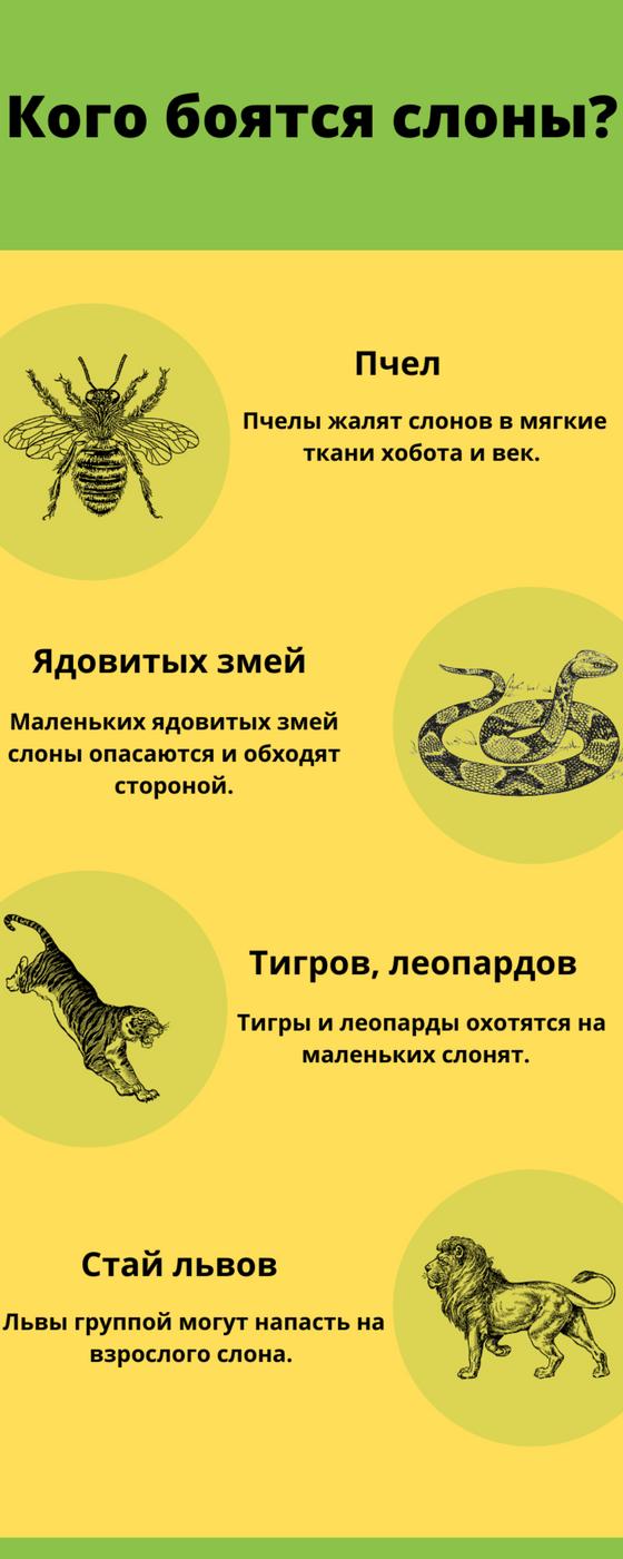 графика графика