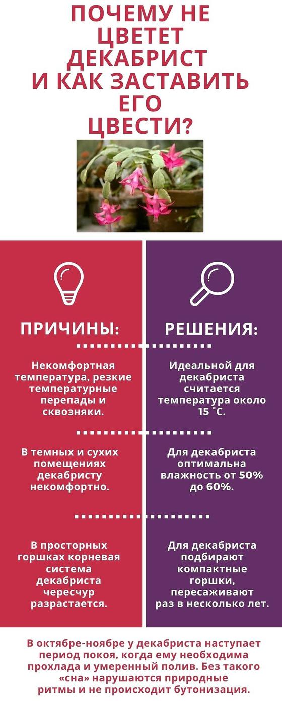 Почему не цветет декабрист. Инфографика Почему не цветет декабрист. Инфографика