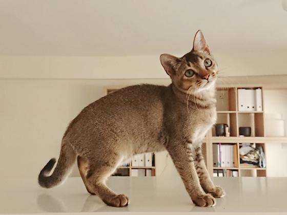 маленькая кошка маленькая кошка