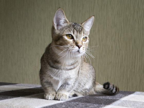маленький кот маленький кот