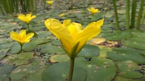 Большие желтые цветы на воде, покрытой круглыми листьями Большие желтые цветы на воде, покрытой круглыми листьями
