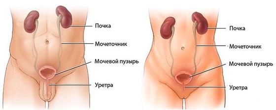 Песок в почках, камни и соли: симптомы, лечение, причины, диета и профилактика Песок в почках, камни и соли: симптомы, лечение, причины, диета и профилактика
