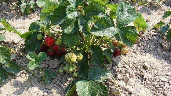Куст клубники с красными и зелеными ягодами Куст клубники с красными и зелеными ягодами