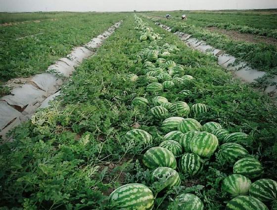 Посевная площадь в Туркестанской области в этом году составит более 800 тыс. га Посевная площадь в Туркестанской области в этом году составит более 800 тыс. га