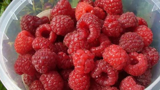 Малина в пластиковой коробке Малина в пластиковой коробке