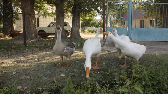 Гуси гуляют в тени Гуси гуляют в тени
