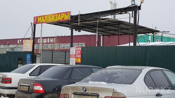 На Западе нашей страны покупка "согыма" обходится в 450 тысяч тенге На Западе нашей страны покупка "согыма" обходится в 450 тысяч тенге