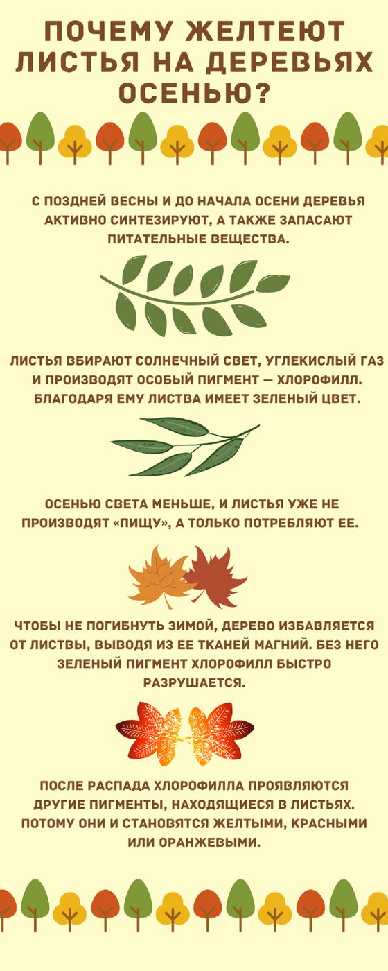 Инфографика рассказывающая, из-за чего желтеют листья Инфографика рассказывающая, из-за чего желтеют листья