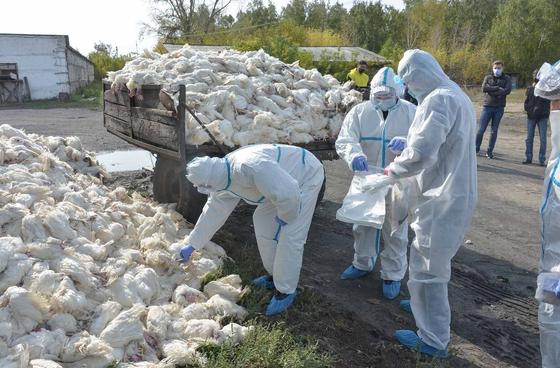 Кучи мертвой птицы в кузове грузовика и на земле Кучи мертвой птицы в кузове грузовика и на земле