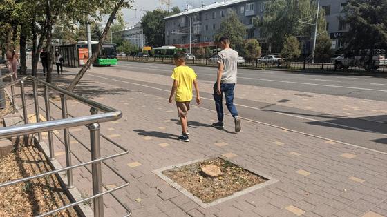 Спиленные деревья на Абая Спиленные деревья на Абая