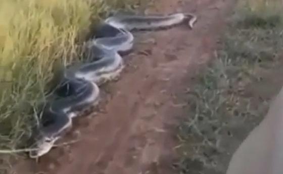 Видео с "анакондой на Алаколе" напугало казахстанцев Видео с "анакондой на Алаколе" напугало казахстанцев